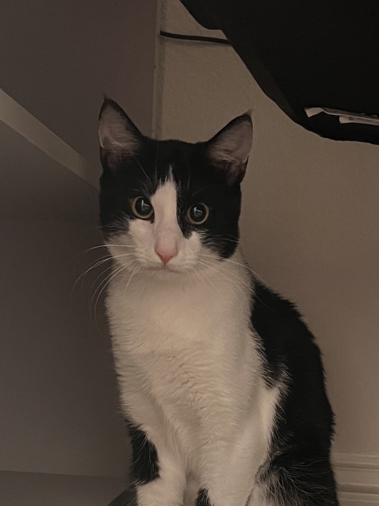 Xavier
