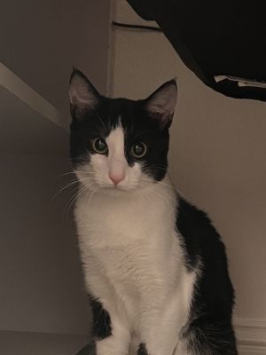 Xavier, Young Male Domestic Short Hair