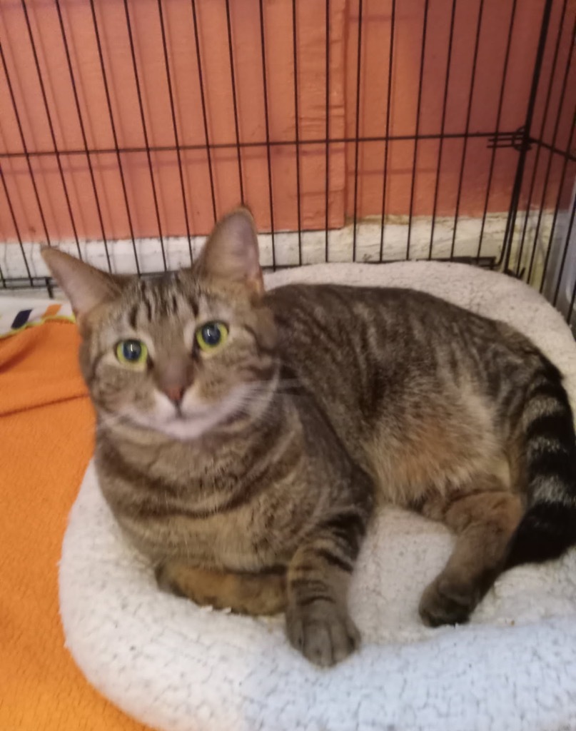RUBY, an adoptable Domestic Long Hair in Marianna, FL, 32447 | Photo Image 1