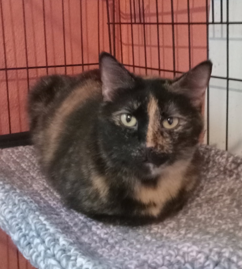 Tina, an adoptable Domestic Short Hair in Marianna, FL, 32447 | Photo Image 1