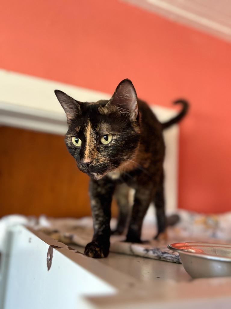 Tina, an adoptable Domestic Short Hair in Marianna, FL, 32447 | Photo Image 2