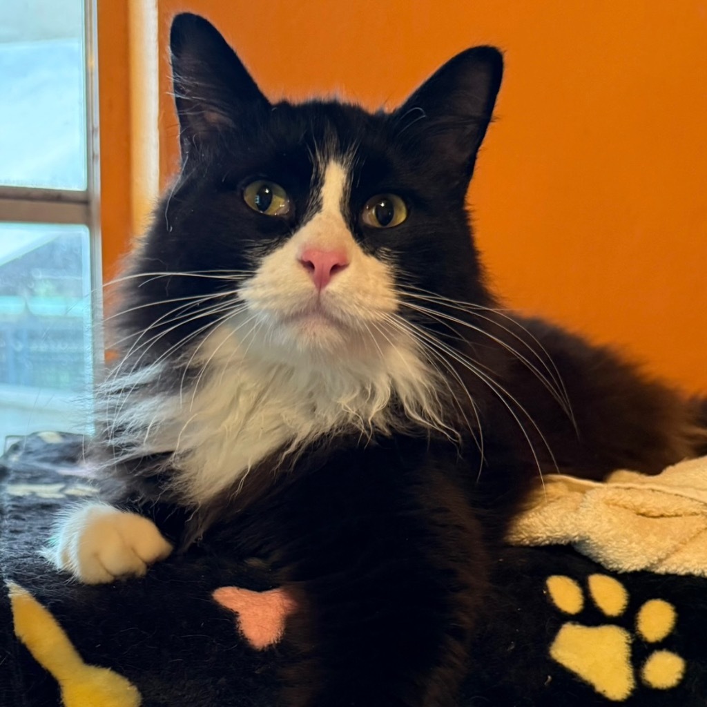 SALEM