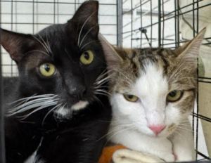 For more information about our adoptable cats please visit httpswwwwholecatandkaboodlecomadop