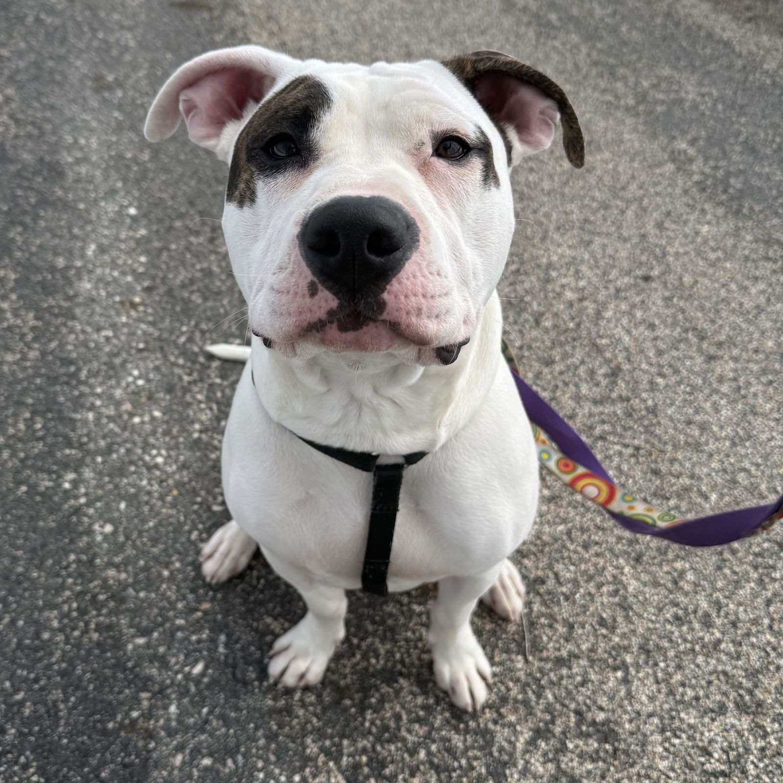 Macho Man, an adoptable Pit Bull Terrier in Fargo, ND, 58103 | Photo Image 1