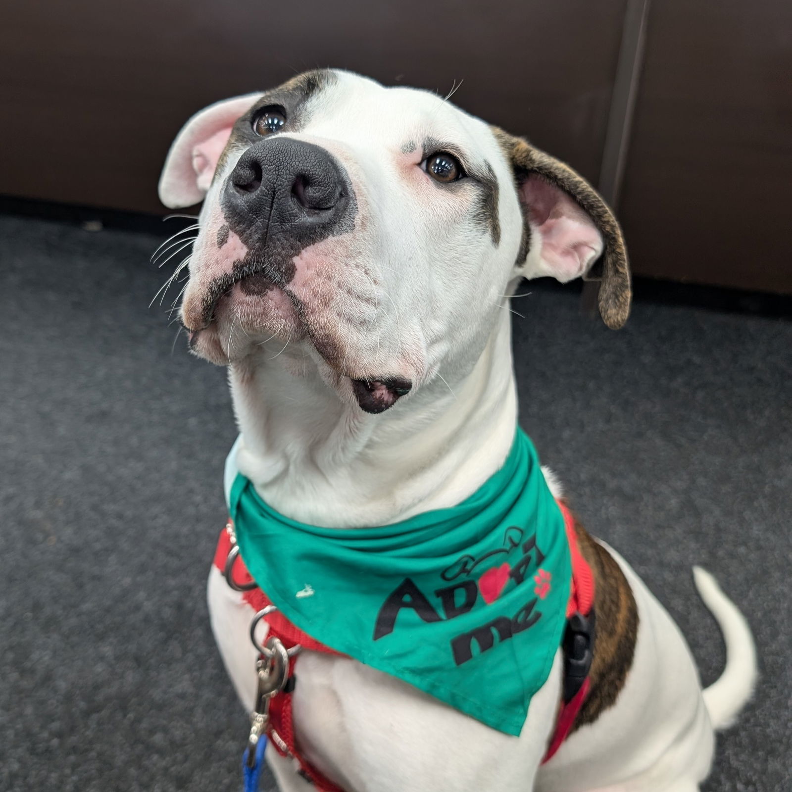 Macho Man, an adoptable Pit Bull Terrier in Fargo, ND, 58103 | Photo Image 2