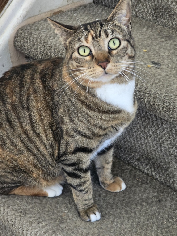 Feta, an adoptable Domestic Short Hair in Lafayette, CO, 80026 | Photo Image 1