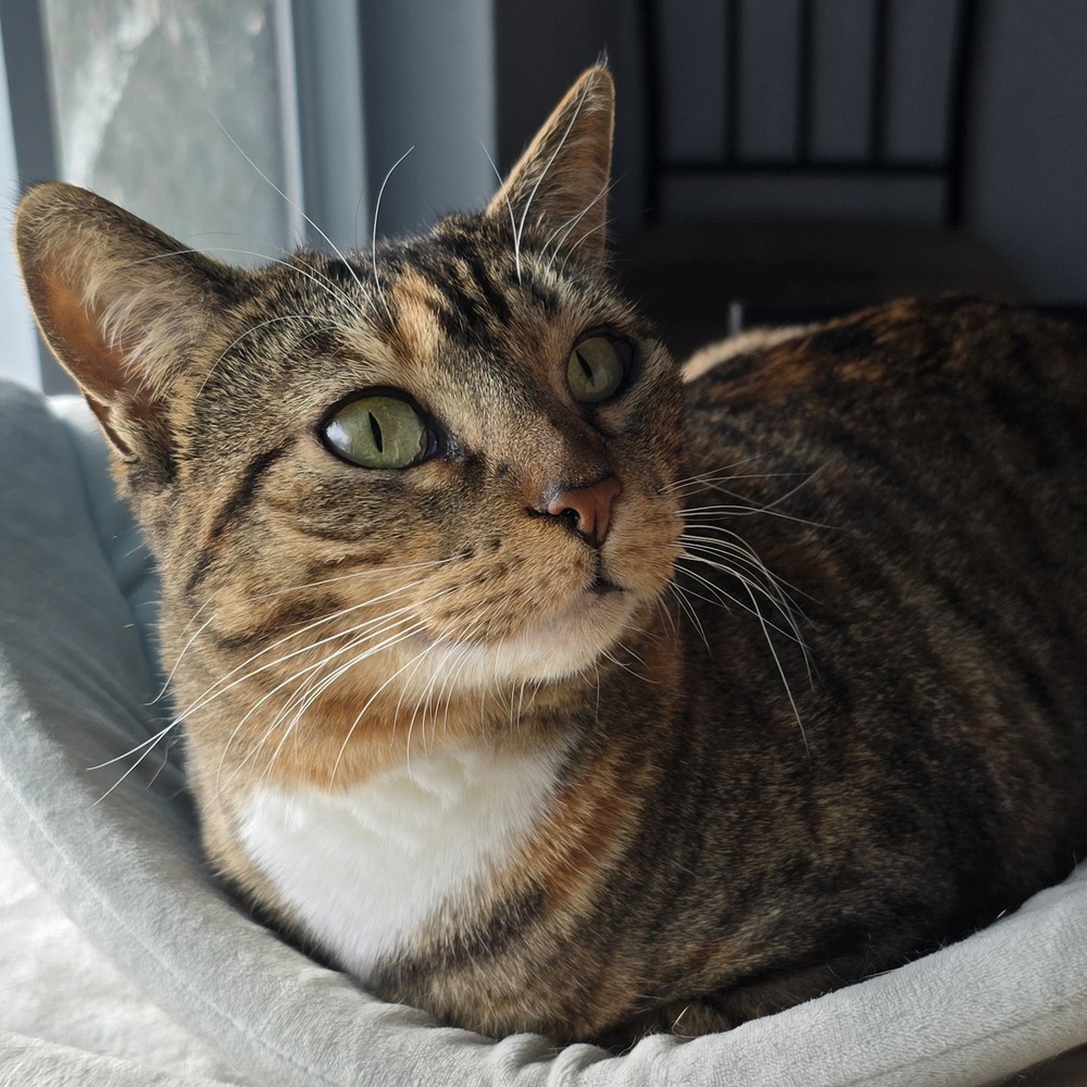 Feta, an adoptable Domestic Short Hair in Lafayette, CO, 80026 | Photo Image 2
