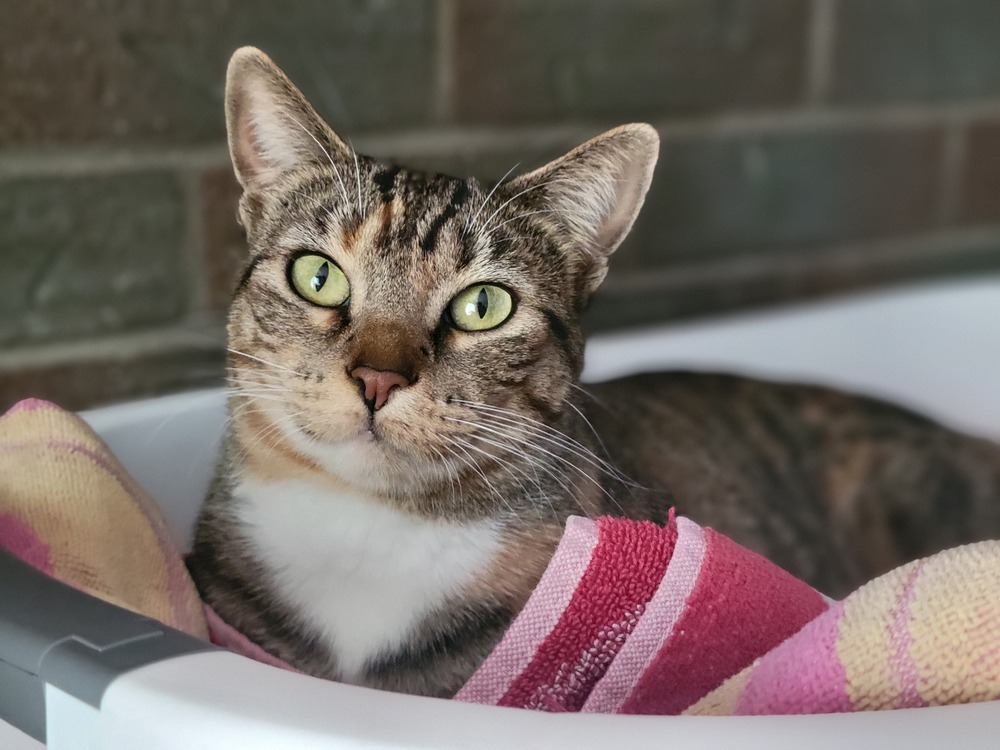 Feta, an adoptable Domestic Short Hair in Lafayette, CO, 80026 | Photo Image 3
