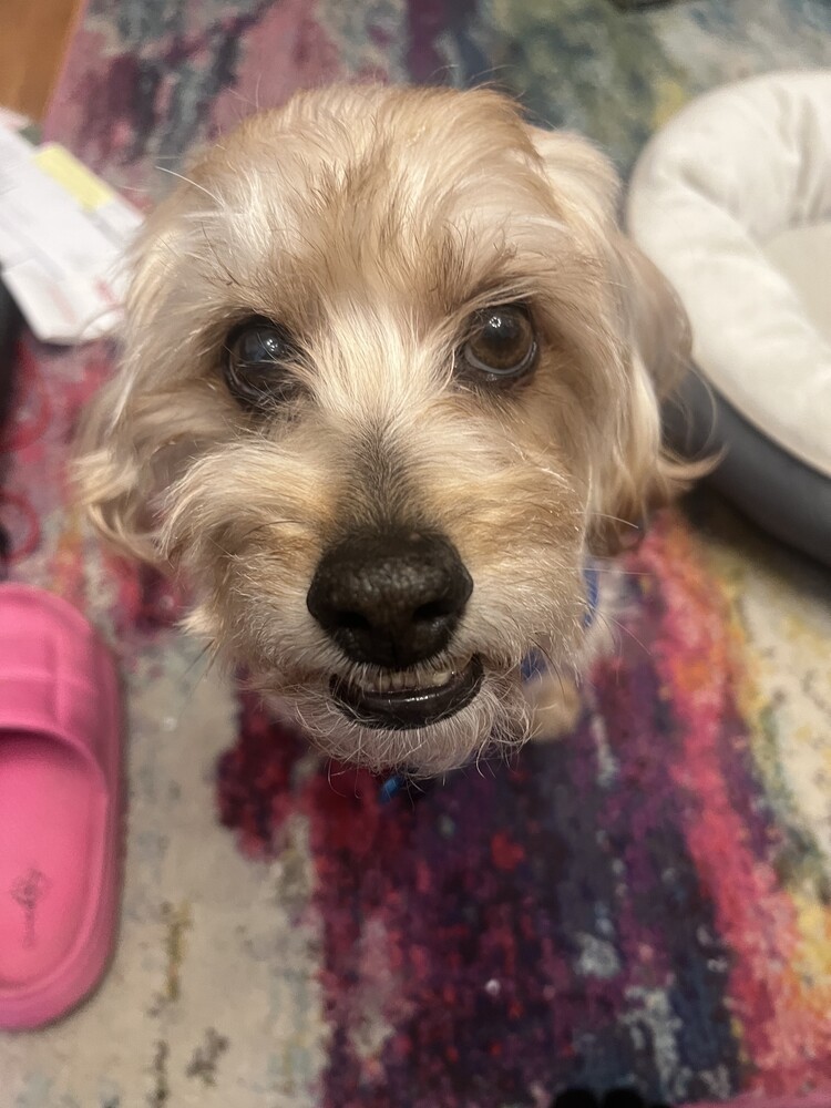 Baxter