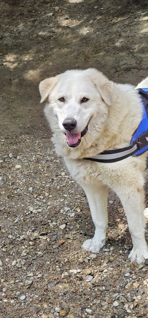 Bailey- in New England, Adult Female unknown