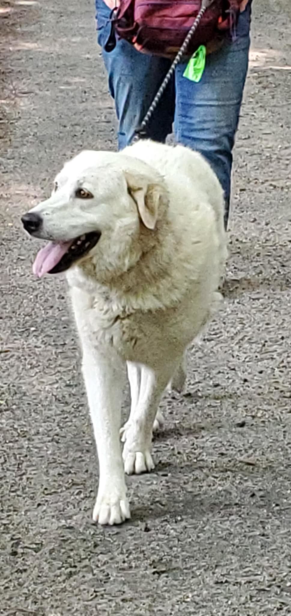 Bailey- in New England