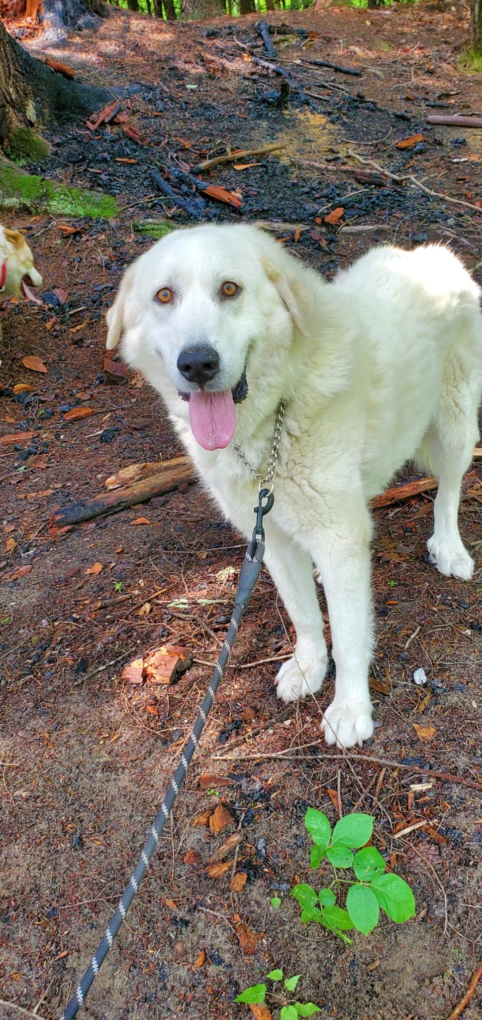 Bailey- in New England