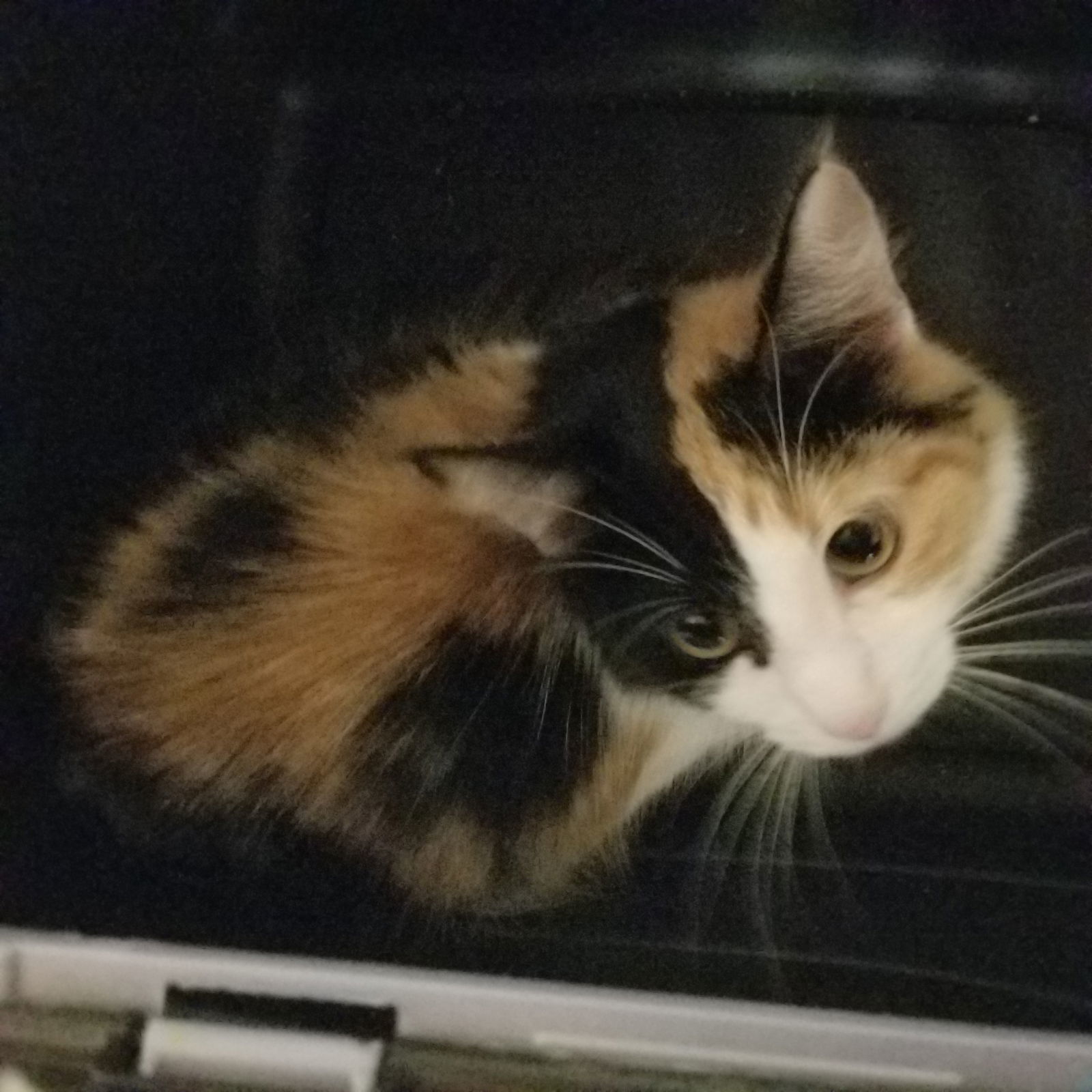 PRECIOUS