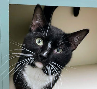 Tux