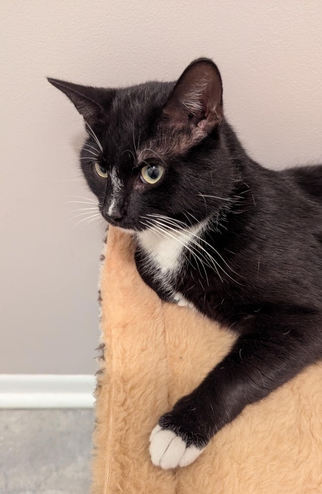 Tux