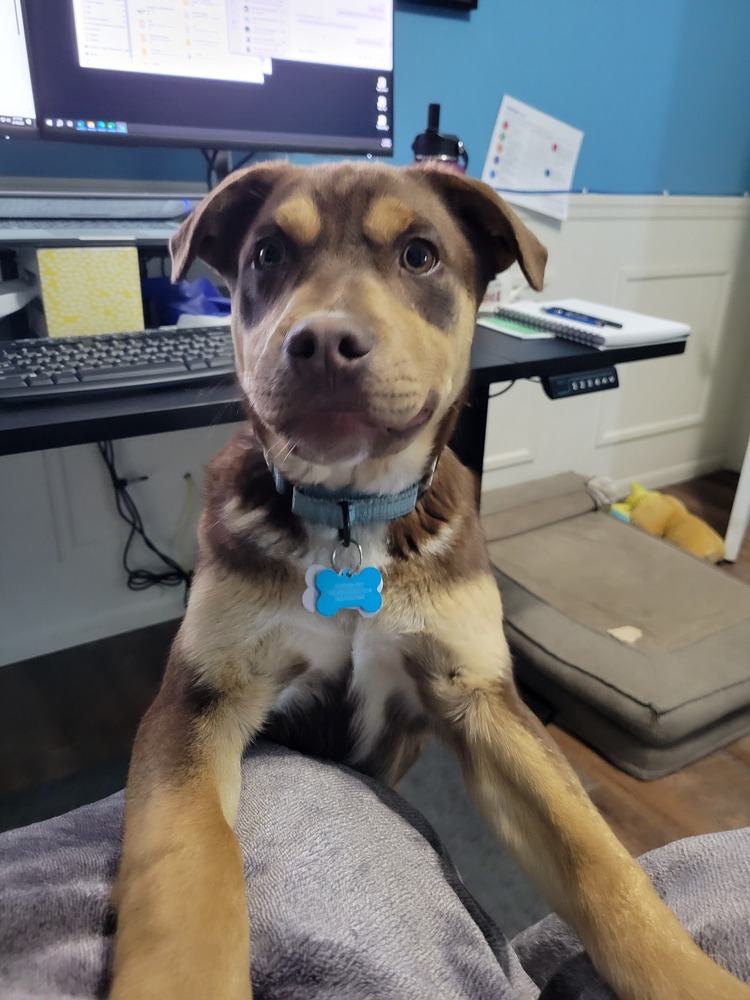 Odie