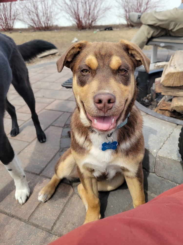 Odie