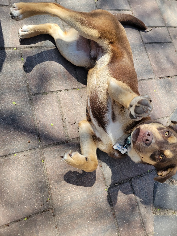 Odie
