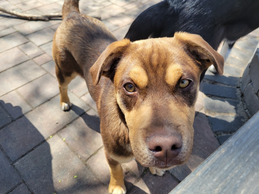 Odie