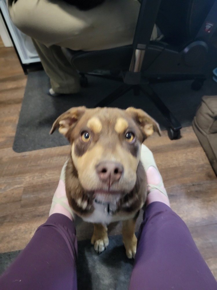 Odie