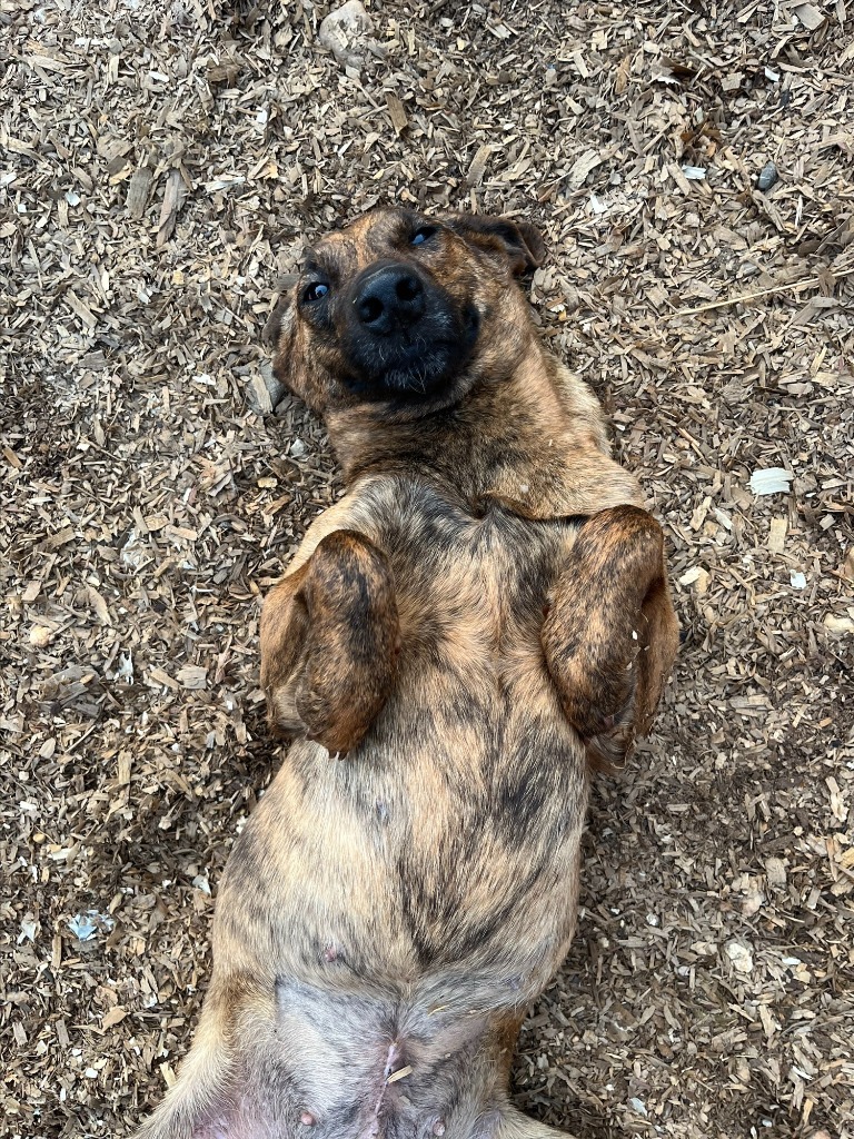Widget