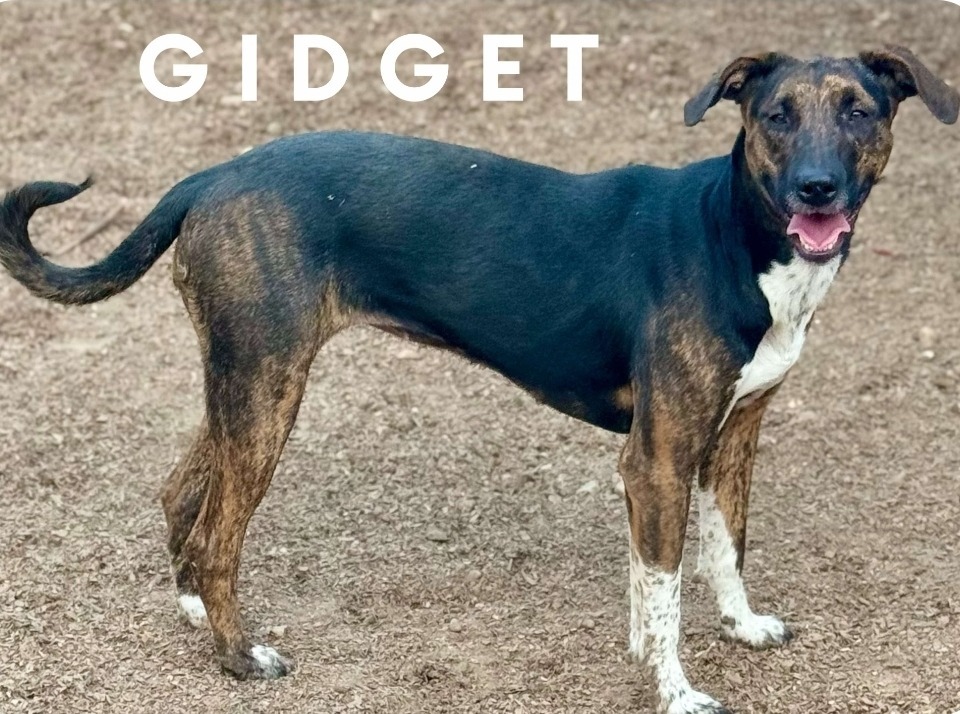 Gidget