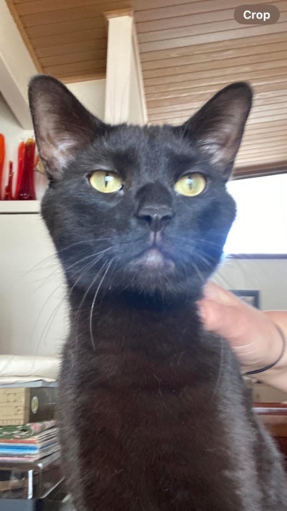 Phantom, an adoptable Domestic Short Hair in Grand Rapids, MN, 55744 | Photo Image 1