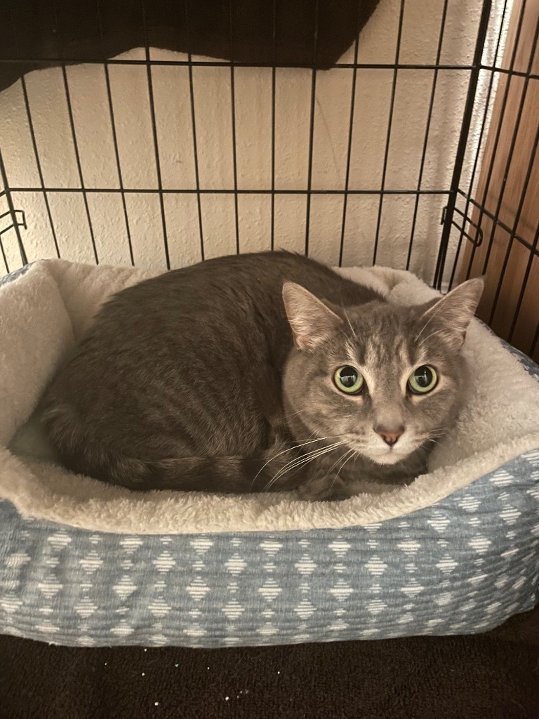 Lady Grey, an adoptable Domestic Short Hair in Grand Rapids, MN, 55744 | Photo Image 1