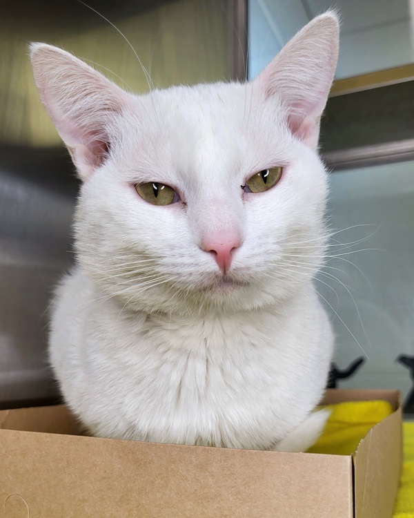 Puck, an adoptable Domestic Short Hair in Pocatello, ID, 83205 | Photo Image 1