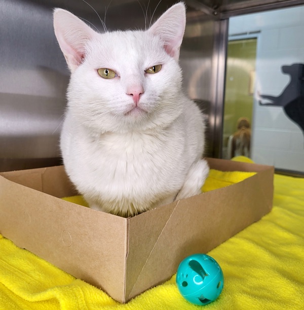 Puck, an adoptable Domestic Short Hair in Pocatello, ID, 83205 | Photo Image 2