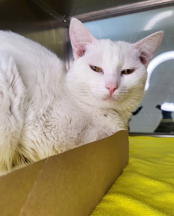 Puck, an adoptable Domestic Short Hair in Pocatello, ID, 83205 | Photo Image 3