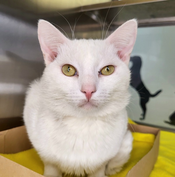 Puck, an adoptable Domestic Short Hair in Pocatello, ID, 83205 | Photo Image 4
