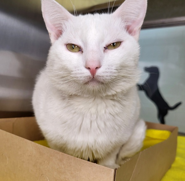 Puck, an adoptable Domestic Short Hair in Pocatello, ID, 83205 | Photo Image 5