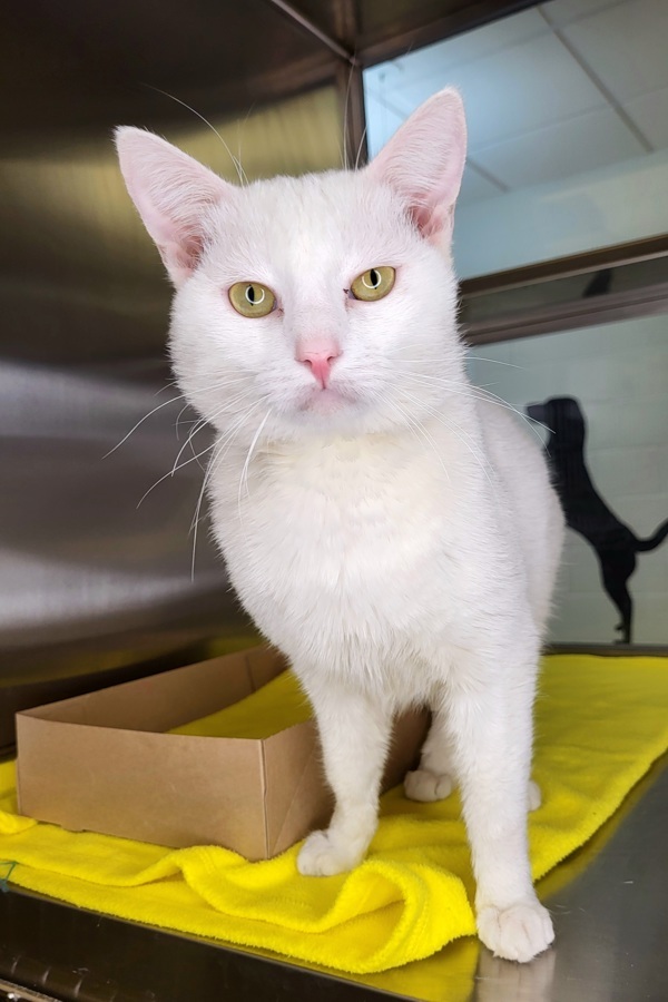 Puck, an adoptable Domestic Short Hair in Pocatello, ID, 83205 | Photo Image 6