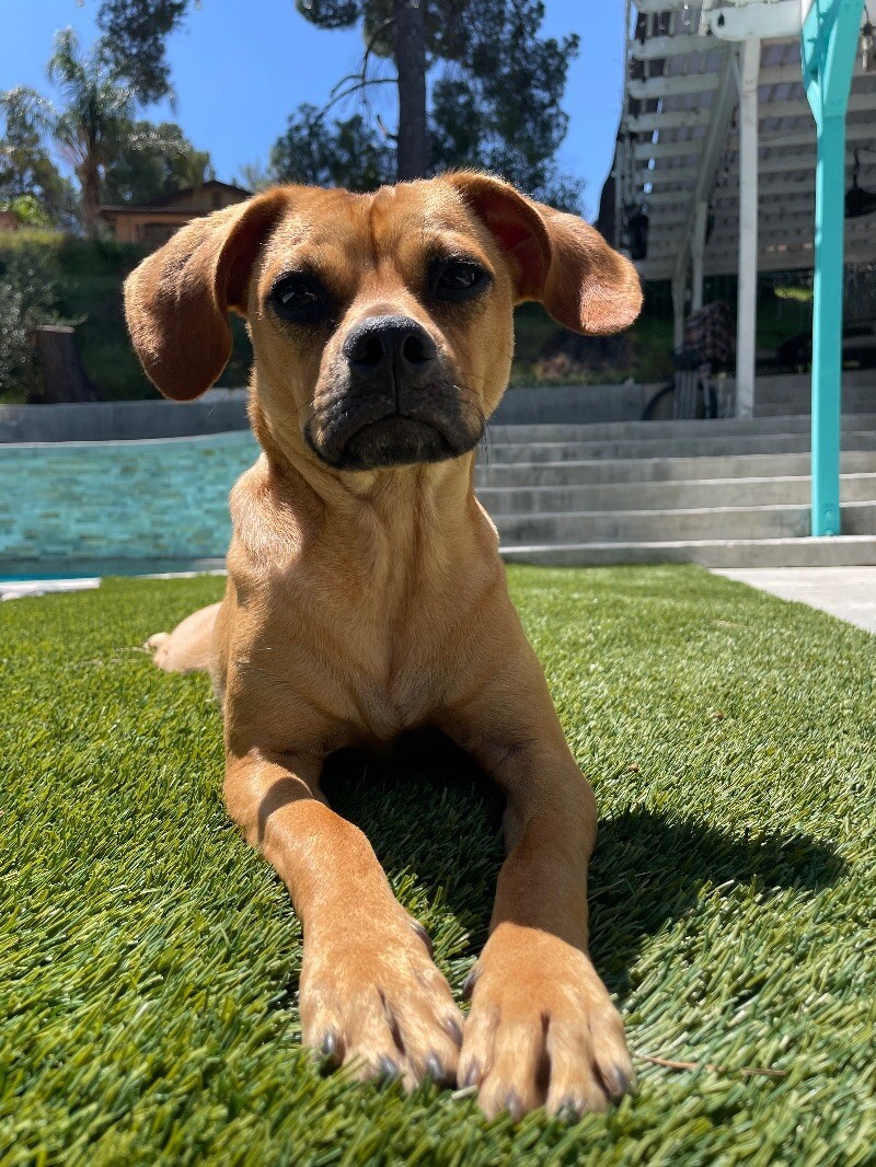 Scooby