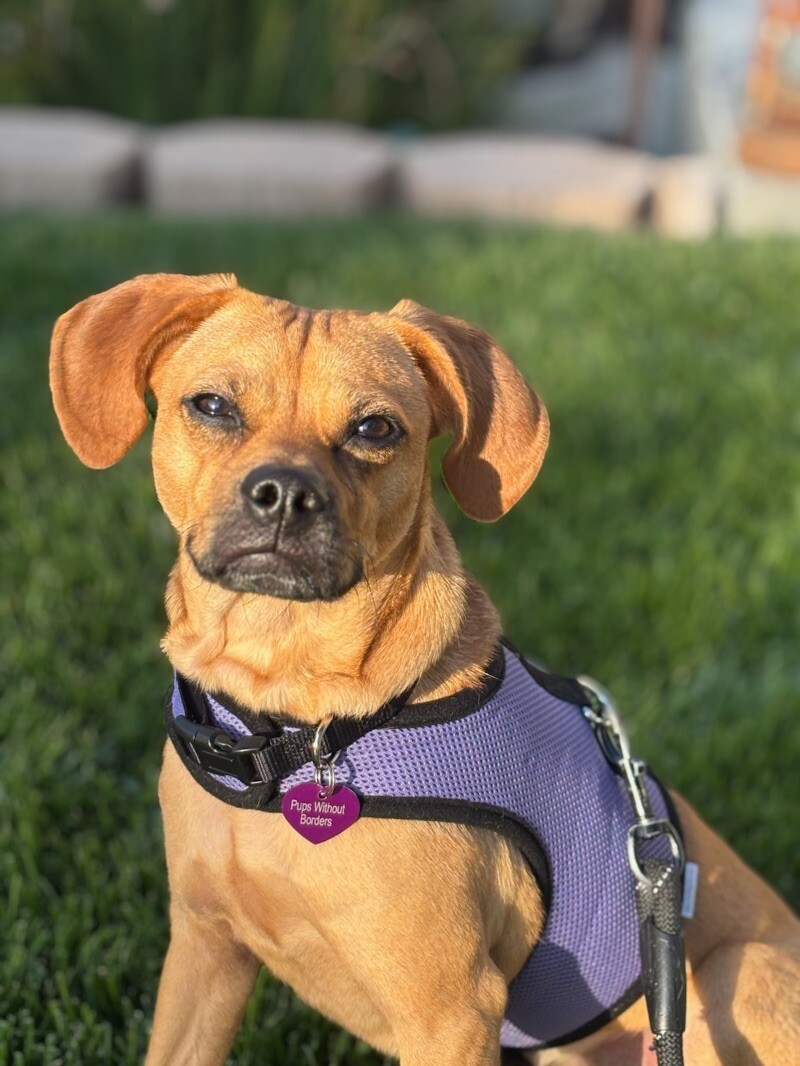 Scooby