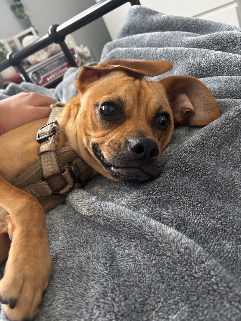 Scooby