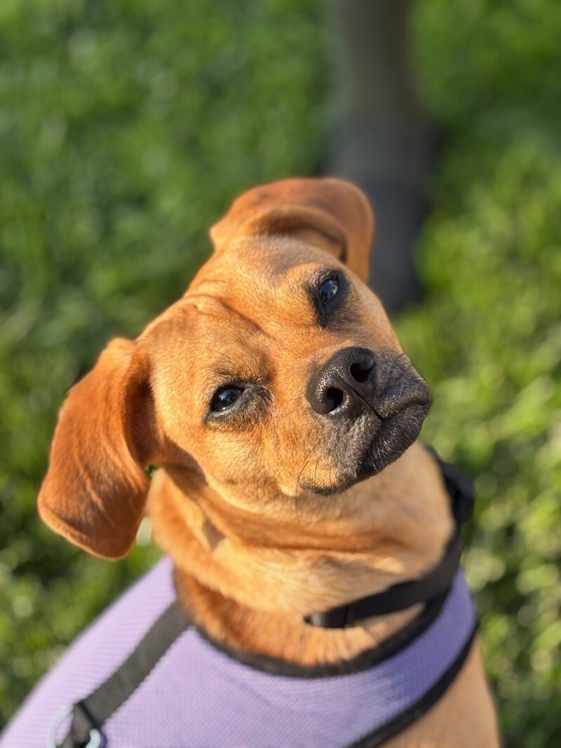 Scooby