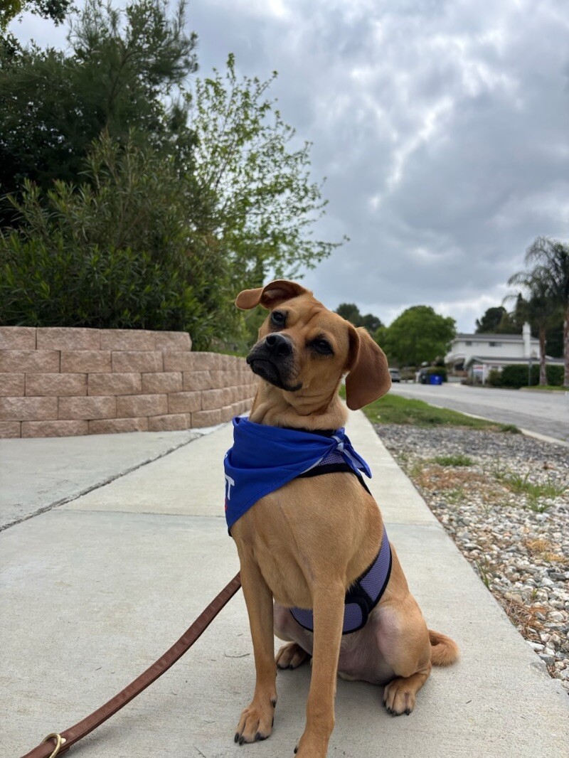 Scooby