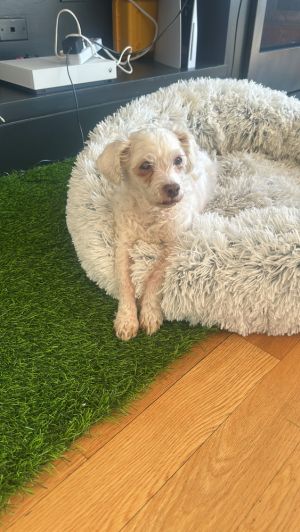 Trixie - 12 years young 8lbs PoodleMaltese Mix Spayed - BLIND Trixie is Blind This dog is elig