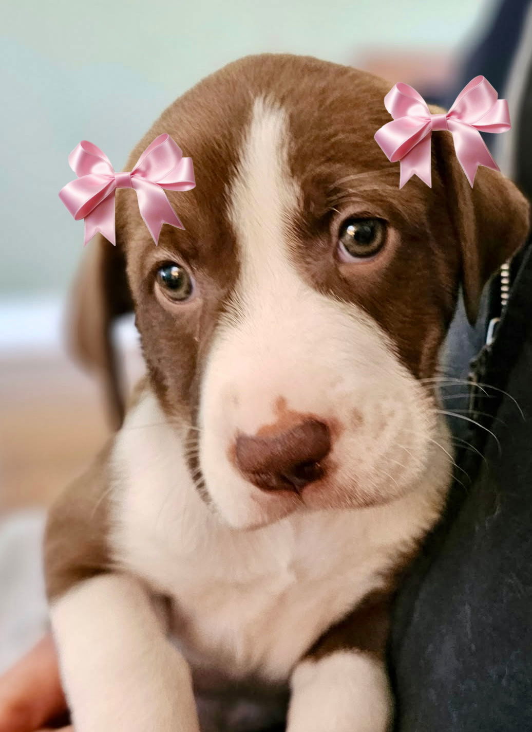 FARRAH