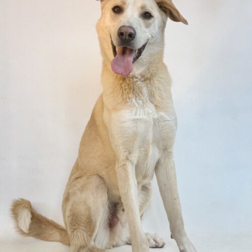 River, an adoptable Yellow Labrador Retriever, Mixed Breed in Dillon, MT, 59725 | Photo Image 2
