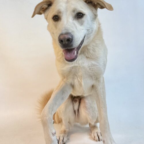 River, an adoptable Yellow Labrador Retriever, Mixed Breed in Dillon, MT, 59725 | Photo Image 3