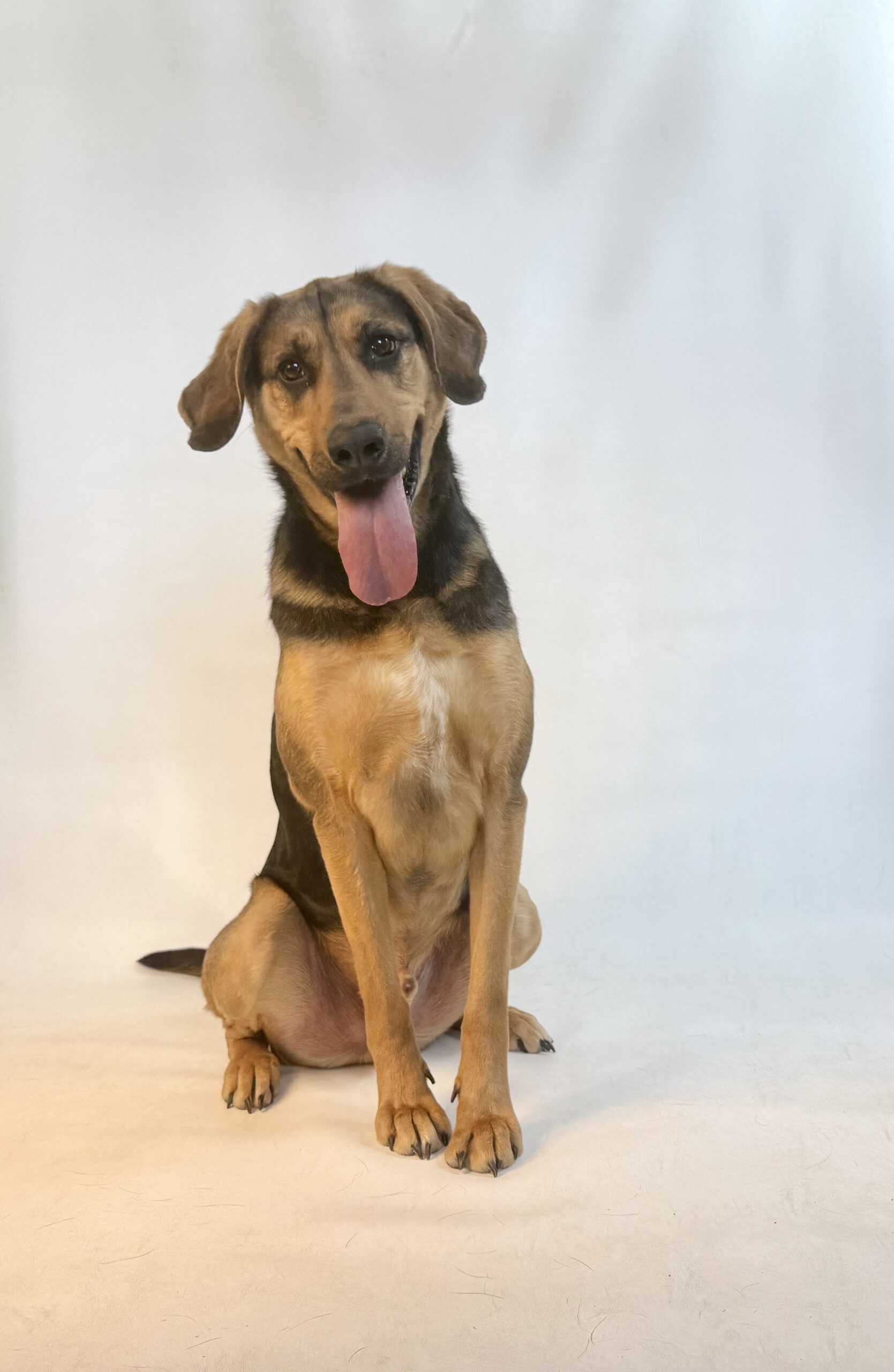 Goose, an adoptable Black and Tan Coonhound, Mixed Breed in Dillon, MT, 59725 | Photo Image 1
