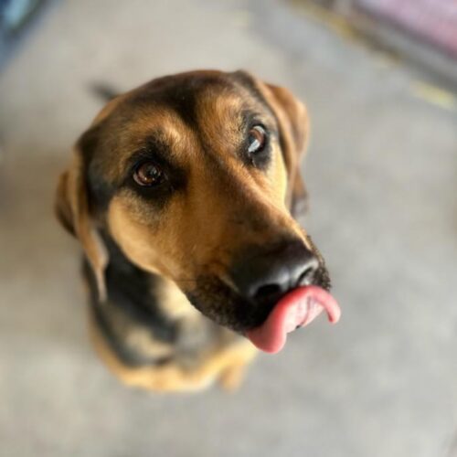 Goose, an adoptable Black and Tan Coonhound, Mixed Breed in Dillon, MT, 59725 | Photo Image 2