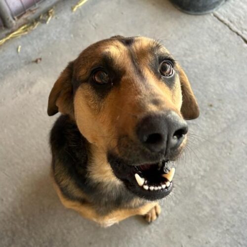 Goose, an adoptable Black and Tan Coonhound, Mixed Breed in Dillon, MT, 59725 | Photo Image 3