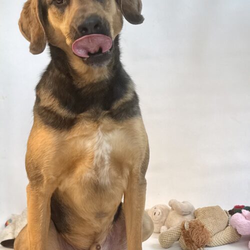 Goose, an adoptable Black and Tan Coonhound, Mixed Breed in Dillon, MT, 59725 | Photo Image 4
