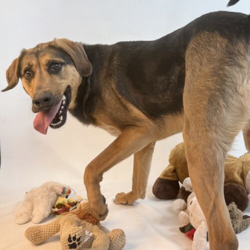 Goose, an adoptable Black and Tan Coonhound, Mixed Breed in Dillon, MT, 59725 | Photo Image 5