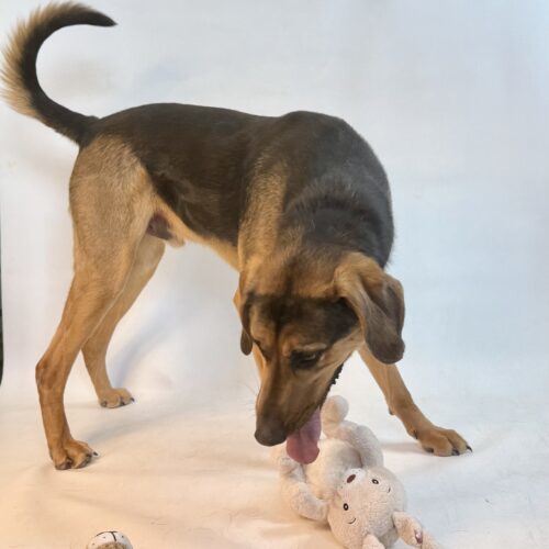 Goose, an adoptable Black and Tan Coonhound, Mixed Breed in Dillon, MT, 59725 | Photo Image 6