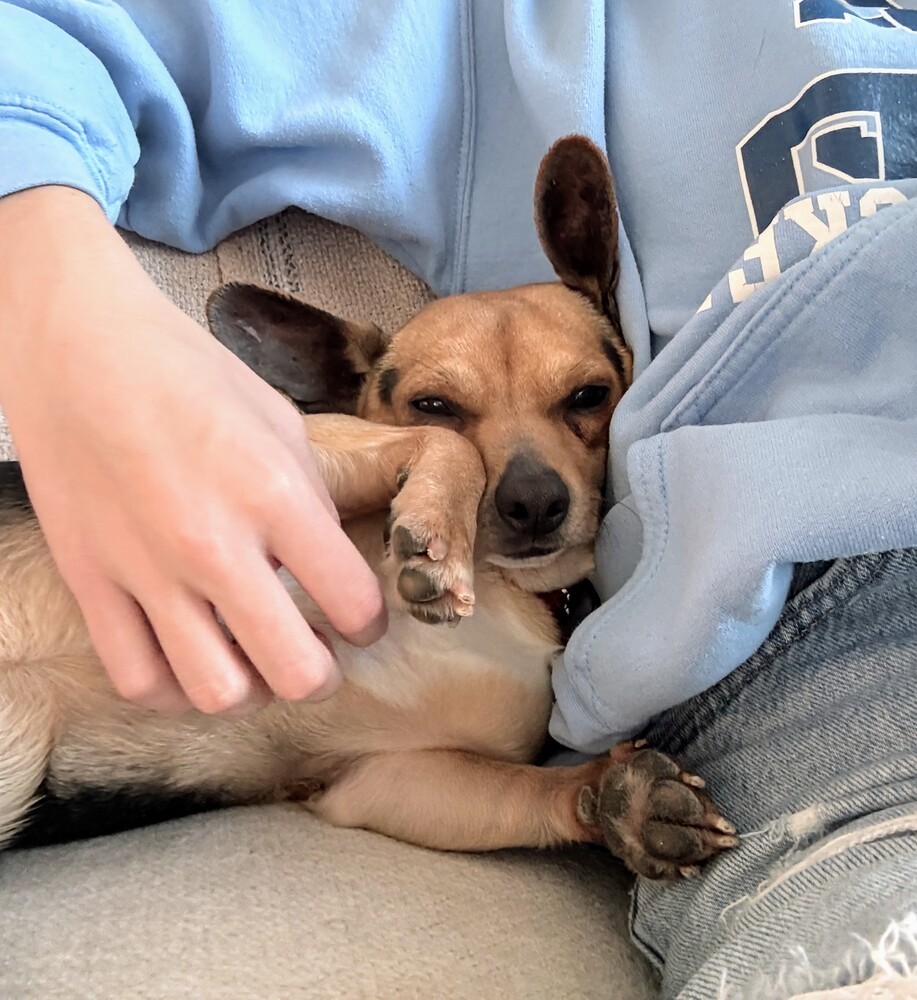 Buddy
